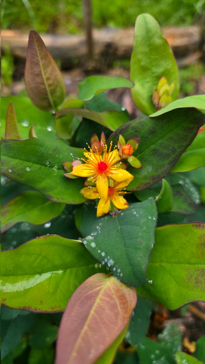PMD486's tweet image. St. John's wort/ hierba de San Juan, but unfortunately I'm not sure which variety it is.
#Hypericum