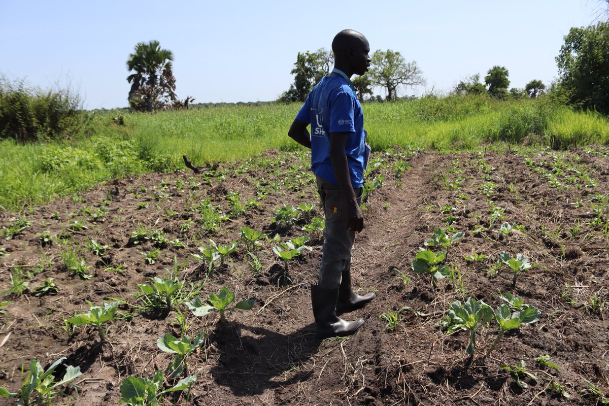 WindleUganda's tweet image. In Rhino Camp settlement, Gbalala Youth Group from the first I-Upshift cohort is growing more than just vegetables—they’re tackling malnutrition head-on.
Thanks to support from @IloProspects via @WindleUganda , they’re thriving and inspiring the new cohort launched in May.