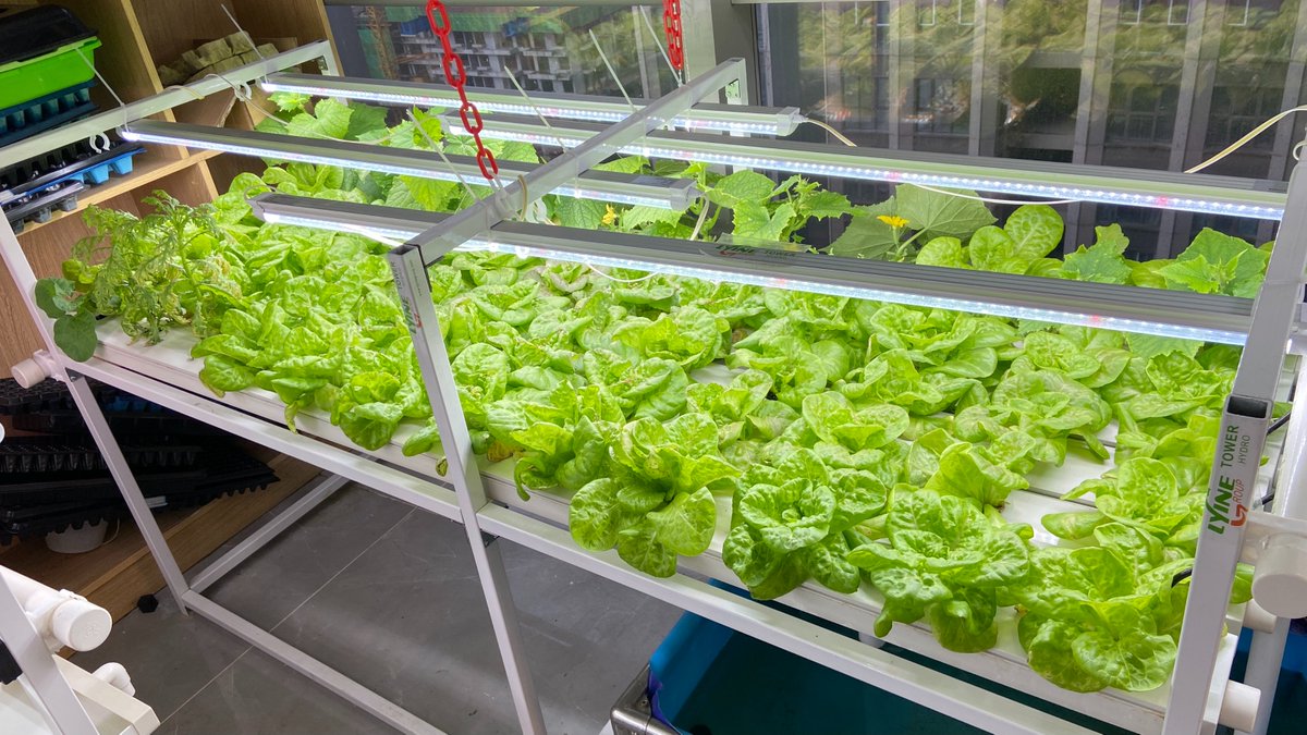 HydroponicsF's tweet photo. Grow fresh greens right at home #hydroponics #hydroponicsystem #homegardening #hydroponiclettuce #lettuce #hydroponicgrowing #homegrown #hydroponicfarming #indoorplanting #verticalfarm #indoorfarming #hydroponicgarden https://t.co/zweb9vxpQJ
