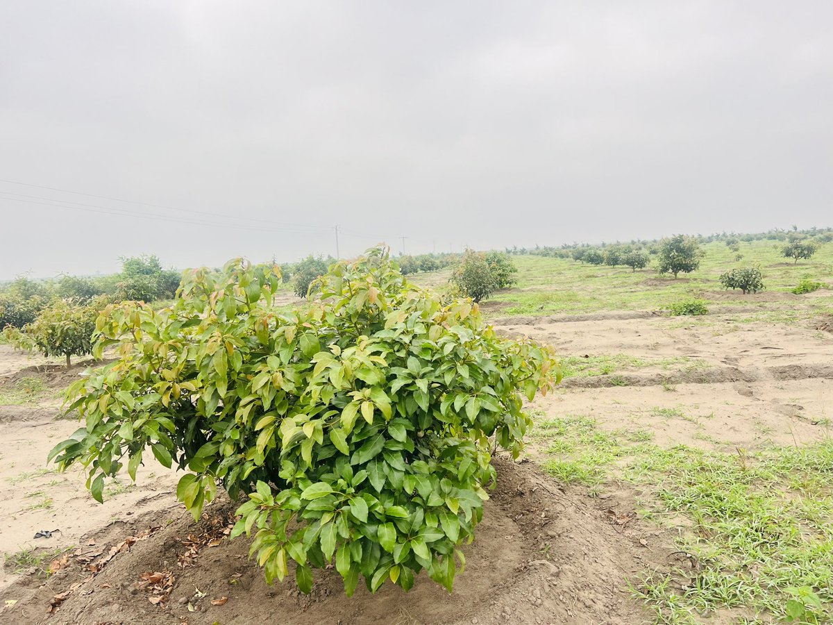 Ruvusha_Israel's tweet image. #HassAvocadoProject
The ambition is to become one of the top companies worldwide in the Hass avocado market.