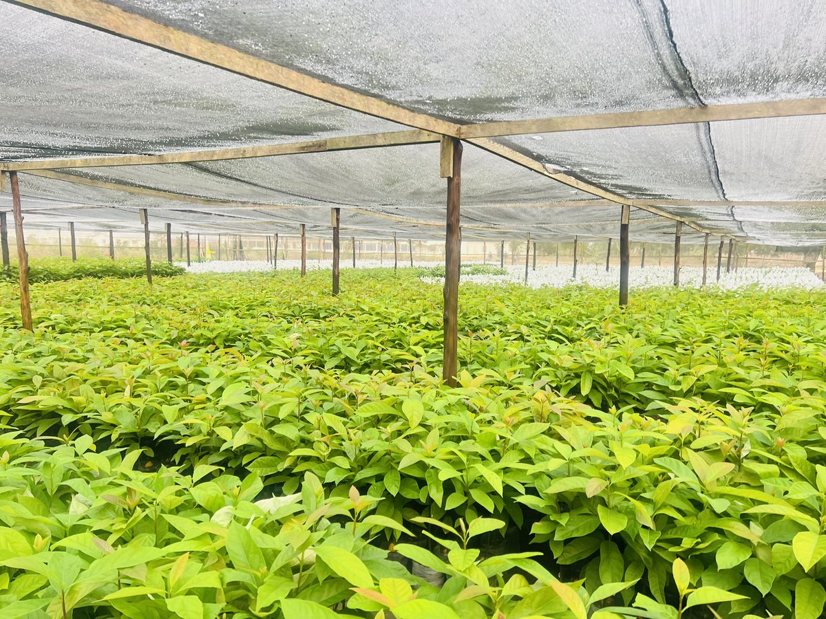 Ruvusha_Israel's tweet image. #HassAvocadoProject
The ambition is to become one of the top companies worldwide in the Hass avocado market.