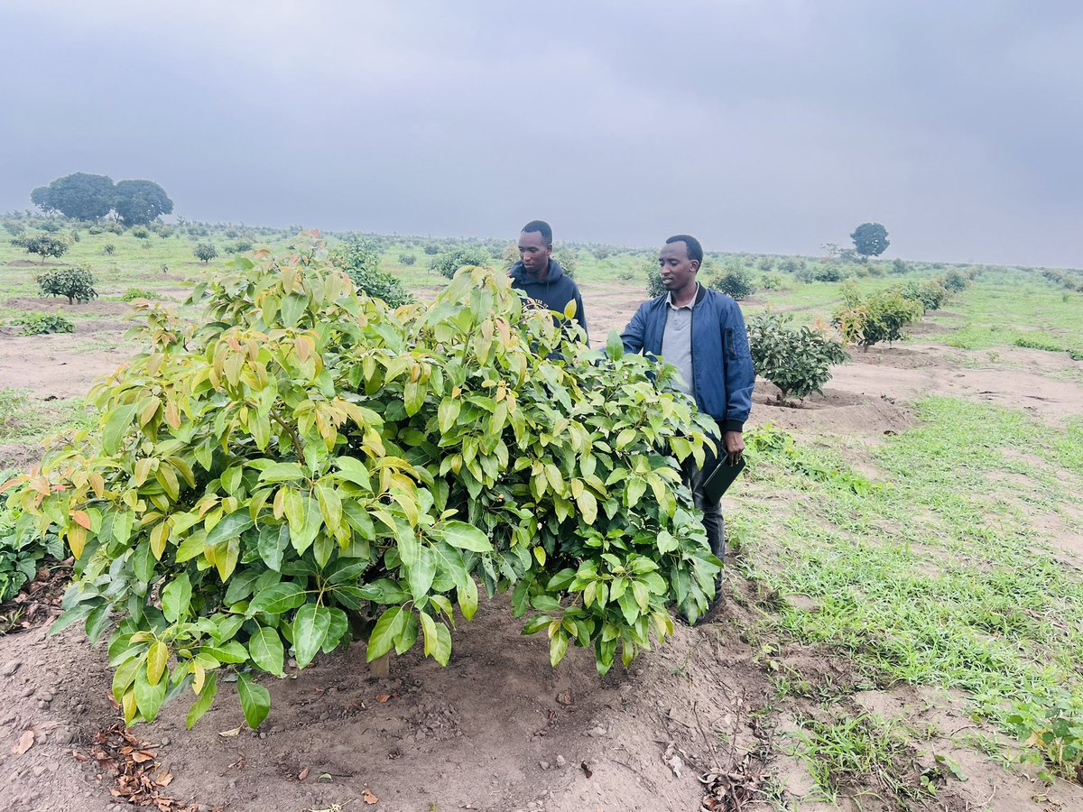 Ruvusha_Israel's tweet image. #HassAvocadoProject
The ambition is to become one of the top companies worldwide in the Hass avocado market.