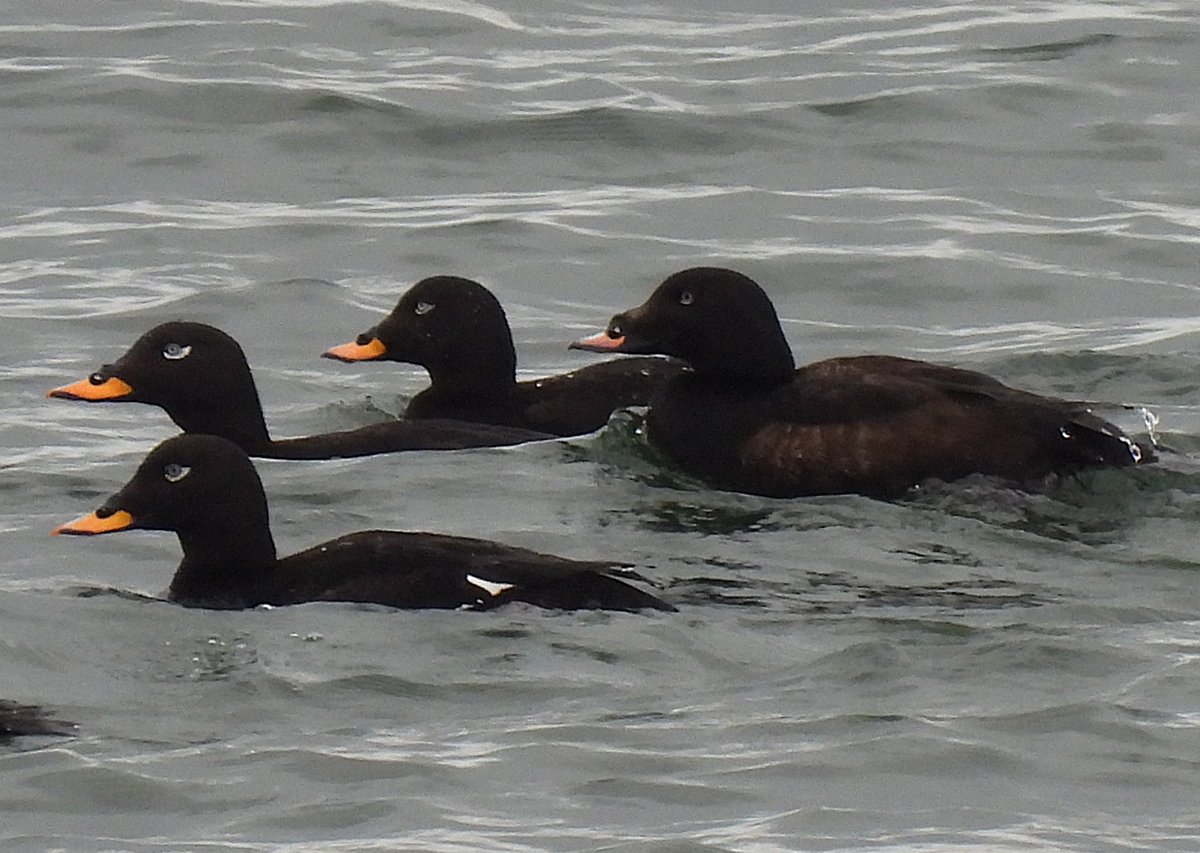 KGbirder (@kgbirder) on Twitter photo I dread to think how many pictures I’ve taken of the various White-winged Scoter in Lothian this year, but the total has increased again this am with another close swim past at Musselburgh. It looks like it should be a 2cy but has a wholly dark belly? <a href="/birdinglothian/">Birding Lothian</a> I dread to think how many pictures I’ve taken of the various White-winged Scoter in Lothian this year, but the total has increased again this am with another close swim past at Musselburgh. It looks like it should be a 2cy but has a wholly dark belly? <a href="/birdinglothian/">Birding Lothian</a>