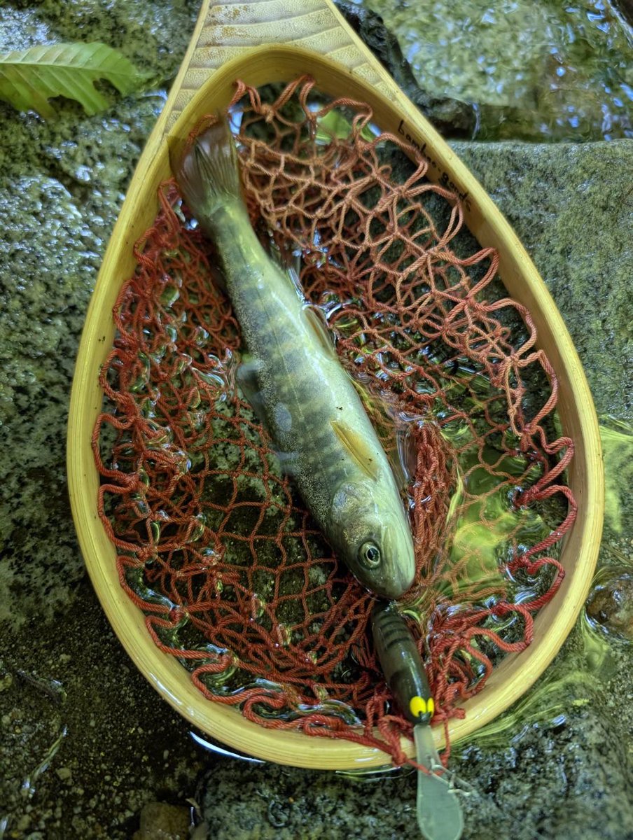 JTL7124's tweet image. 陽炎シャッド50DRが好調のようで、渓流でつ抜けだそうです。ありがとうございます🙇 jumping-tomato-lures.com/?p=7195
