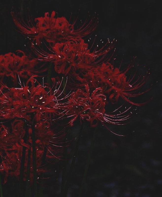MVRPFLOWERSHOP's tweet image. β β
ββ ππ³πΆπΎπ¬πΉ π«π¬π³π°π½π¬πΉπ .α
β β β β ππ: @MFURN4CEMASTER
β β β β π
πππ: @BA1HU0
β β β β β
β β β β 