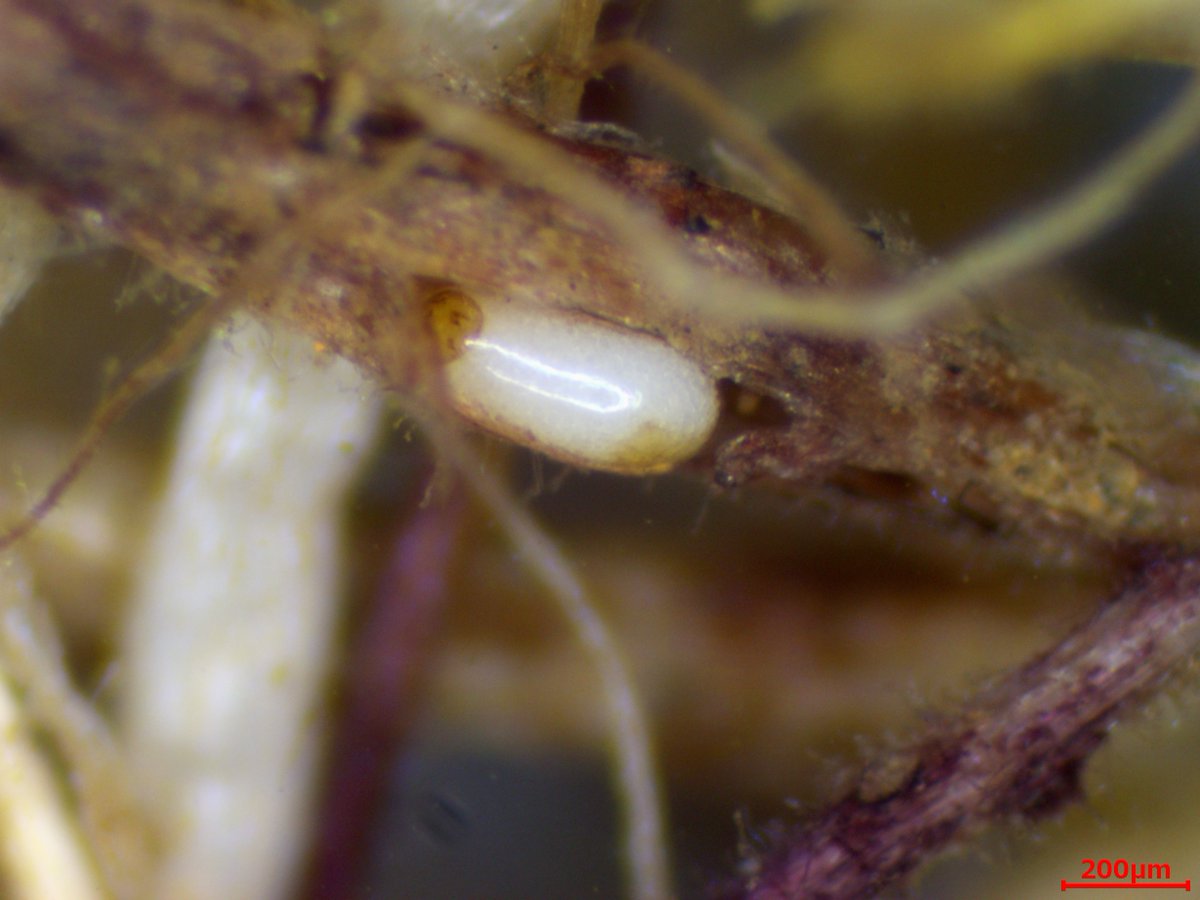 Scutellospora属の胞子は大きい割に、根の中に胞子を形成することも多いのです。