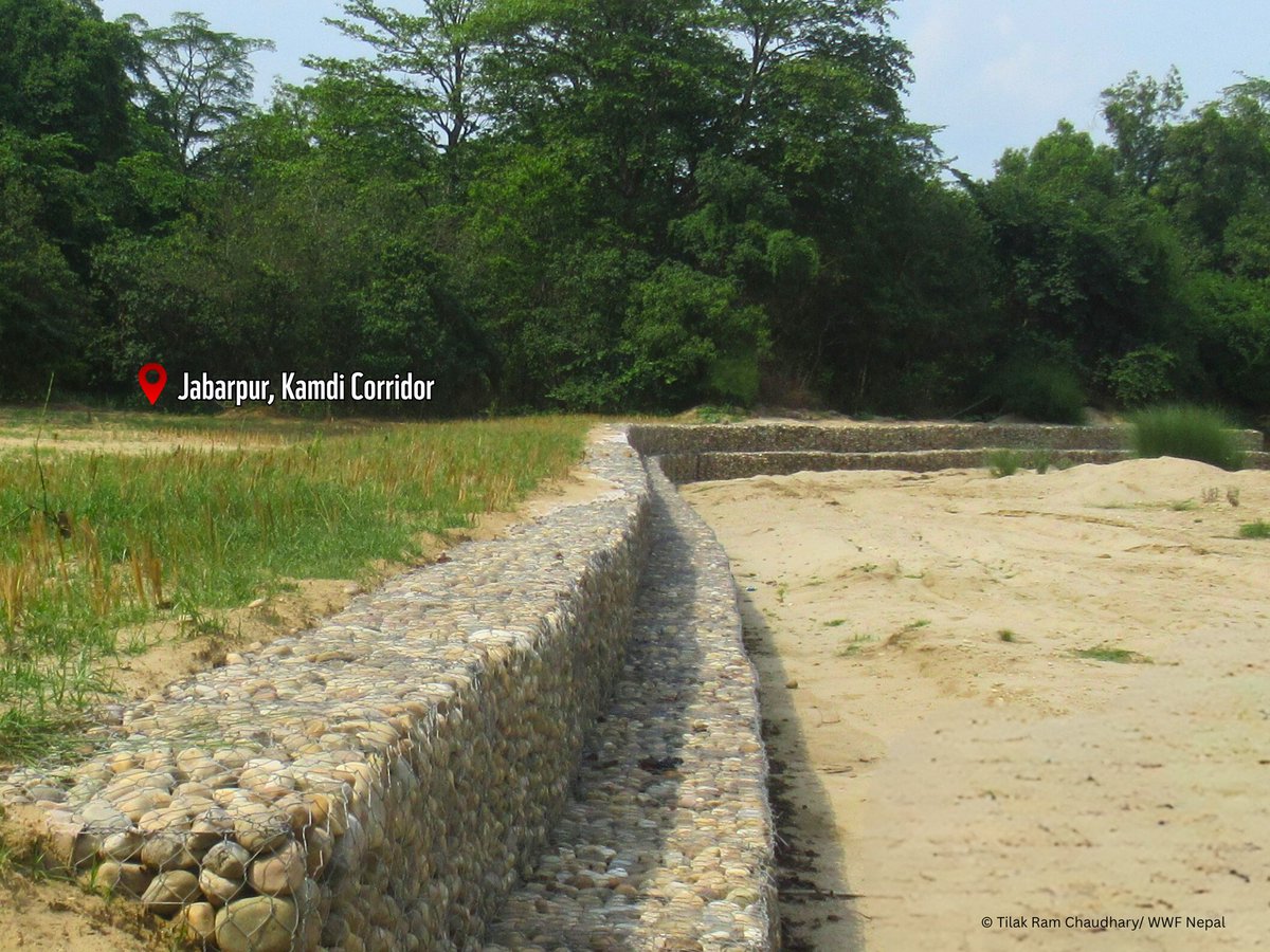 WWFNepal's tweet image. Nature-based Solutions: Mitigating Flood Impacts Using Bioengineering
WWF Nepal through bioengineering techniques is helping mitigate flood impacts and safeguard vital ecosystem services like freshwater flow, soil stability, and habitat connectivity in Jabarpur village.