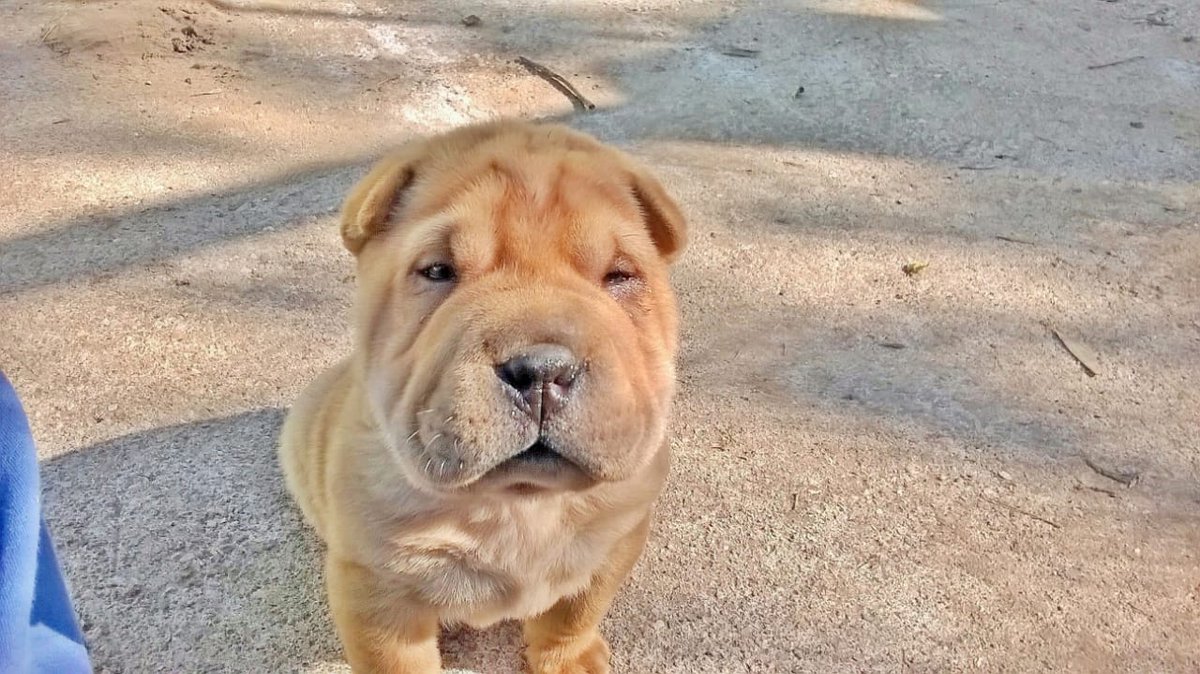Tomi🐶🐾