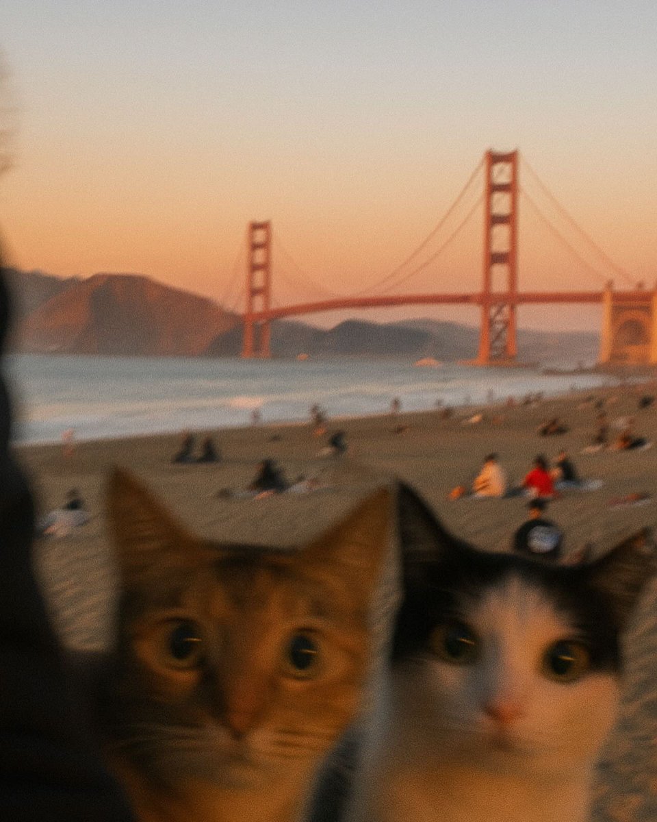 The Cats 𝕏 (@thecatsx) on Twitter photo 