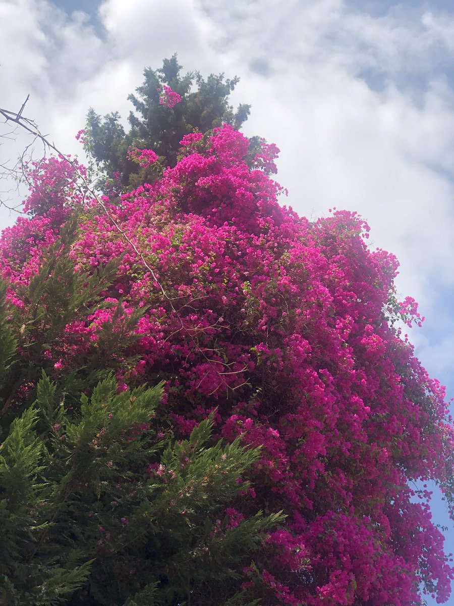 marie_nassar's tweet image. Good morning X-Friends…Happy Thursday 🌺🍃☕️🌳🌤️🩷
My photo 📸
#ThursdayMorning 🌺 #CoffeeTime ☕️ #NatureBeauty 🌳 #StayPositive 🩷 #PeaceAndLove 🕊️