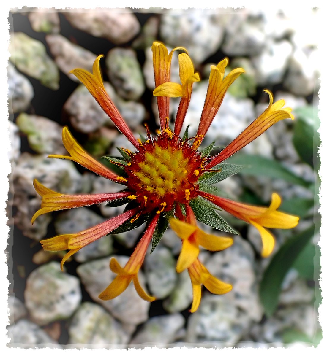 rsmya's tweet image. 庭のお花
ふたつだけ咲いてた☺️
ガイラルディア
ファイヤーホイール✨
🌱Gaillardia aristata ‘Fire Wheels’🌱