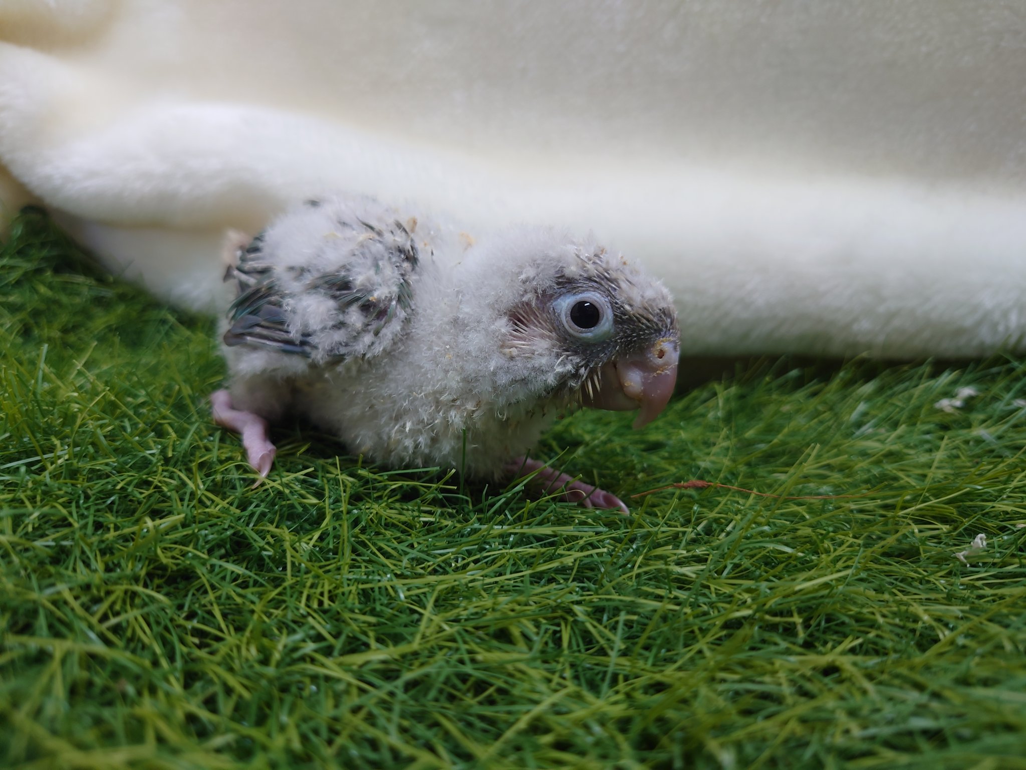 すてぱん様オーダーページ 猫 ウロコインコ 65f11b71bb4116.02954325.jpg