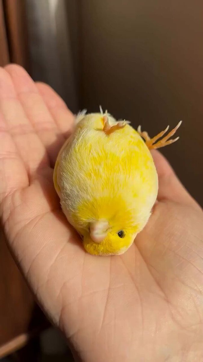 Out of Context Birds (@contextbirds) on Twitter photo 