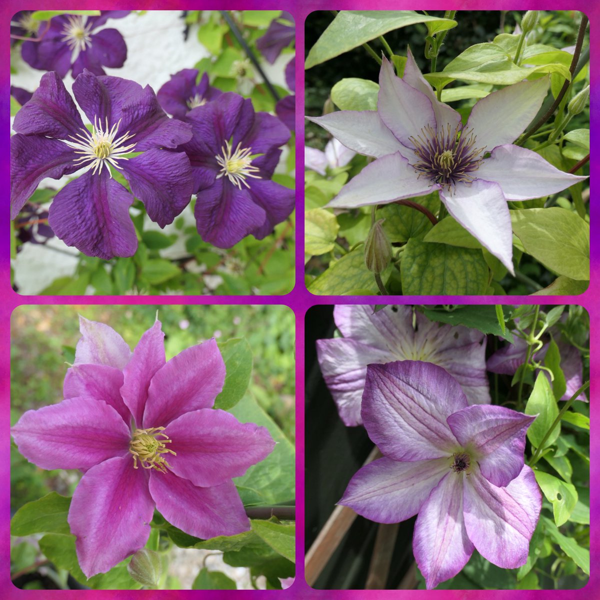 bumblebuddeez's tweet image. Happy #ClematisThursday with lovely Etiole Violette, Samaritan Jo, Pernille and Vicki blooming now in our garden💜🌸💜