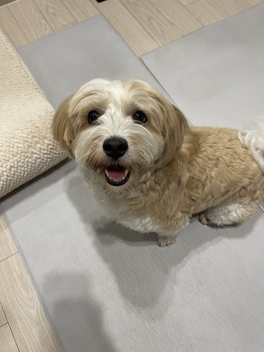 애플 (@lovelyapple1211) on Twitter photo 