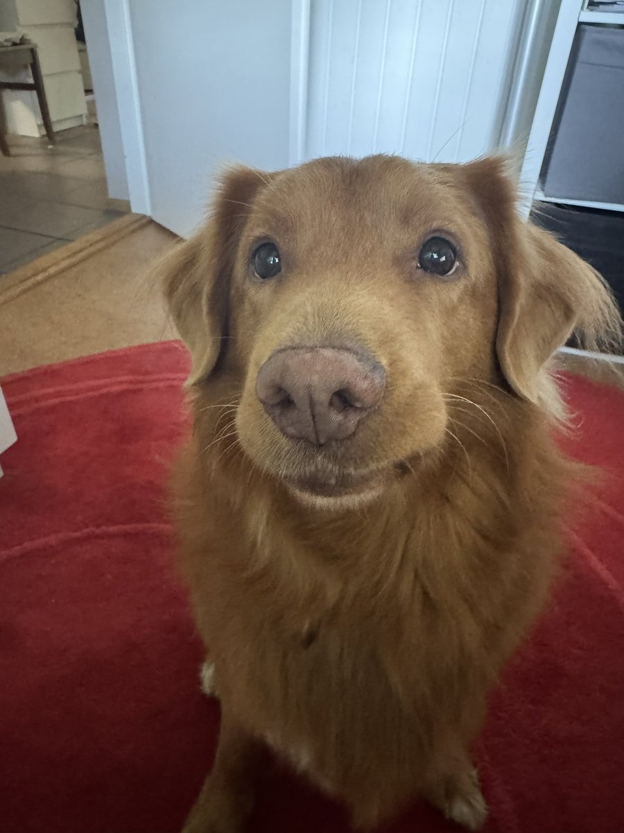 Hello X-väki! Se on ilmapallo-päivä mulla. Täytän 9 vuotta. Odotan herkkuja ja rapsutuksia.