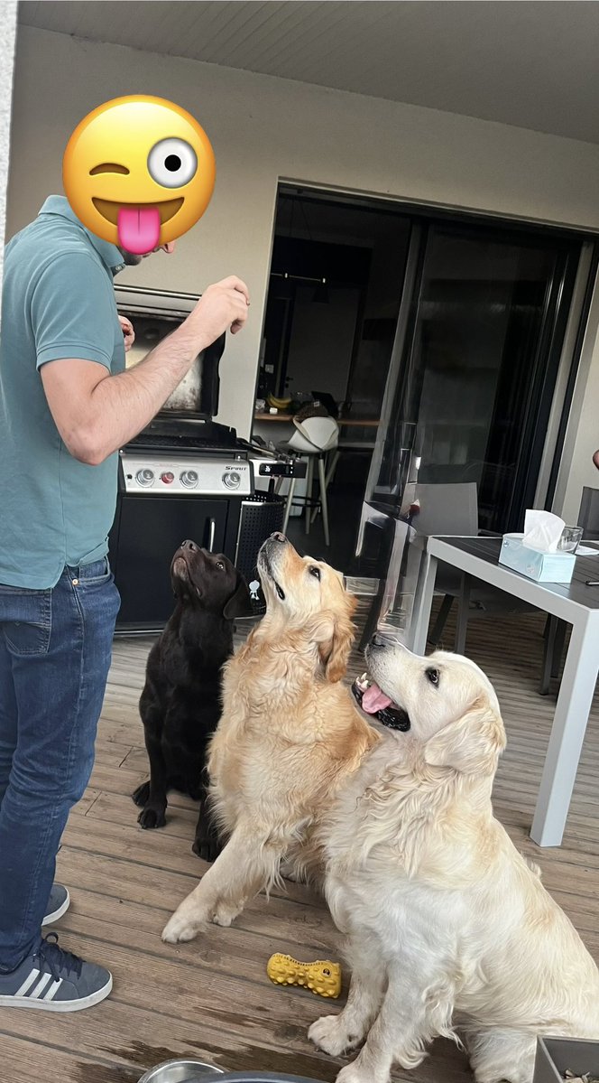 darkzov's tweet image. Vous verrez rien de plus mignon aujourd’hui 😍