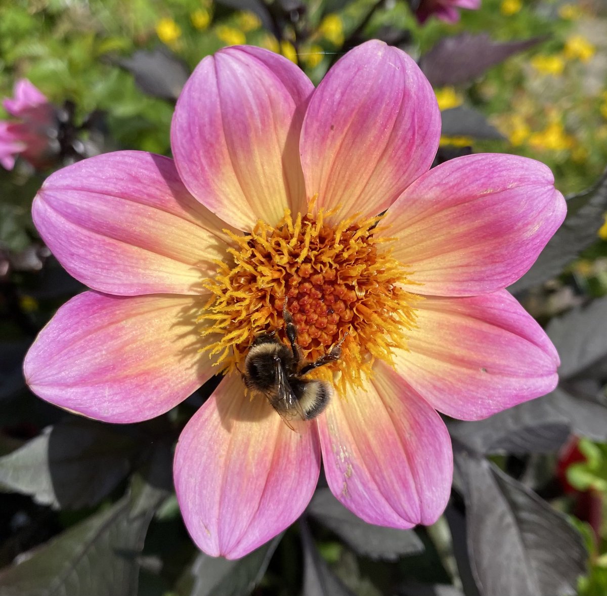 bumblebuddeez's tweet image. Happy #InsectThursday from our garden 🐝💛🐝🌸🐝💛🐝