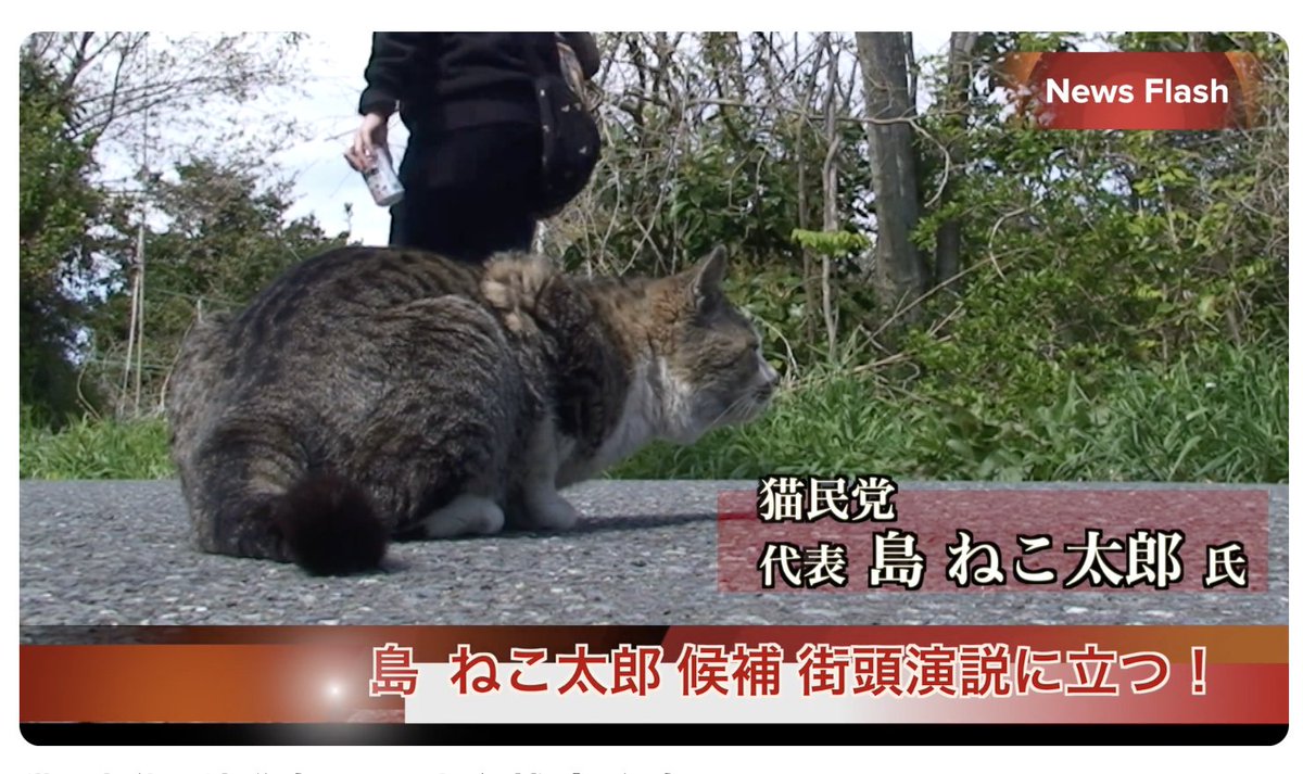 ねこ太郎@田代島ねこ便り (@ishiyama8) / Posts / X