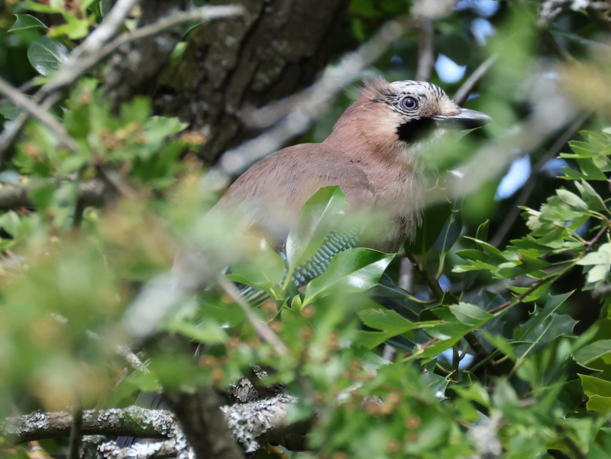 Good Morning my friends.

We are just over half way through the week, which means it's time to Share/QP those #Corvids for #ThursJay.
Here's a set of the colourful Jay from Yarrow Valley CP

#birds #naturephotography #EastCoastKin #photography #wildlife #ukbirding #BirdLife #Jays