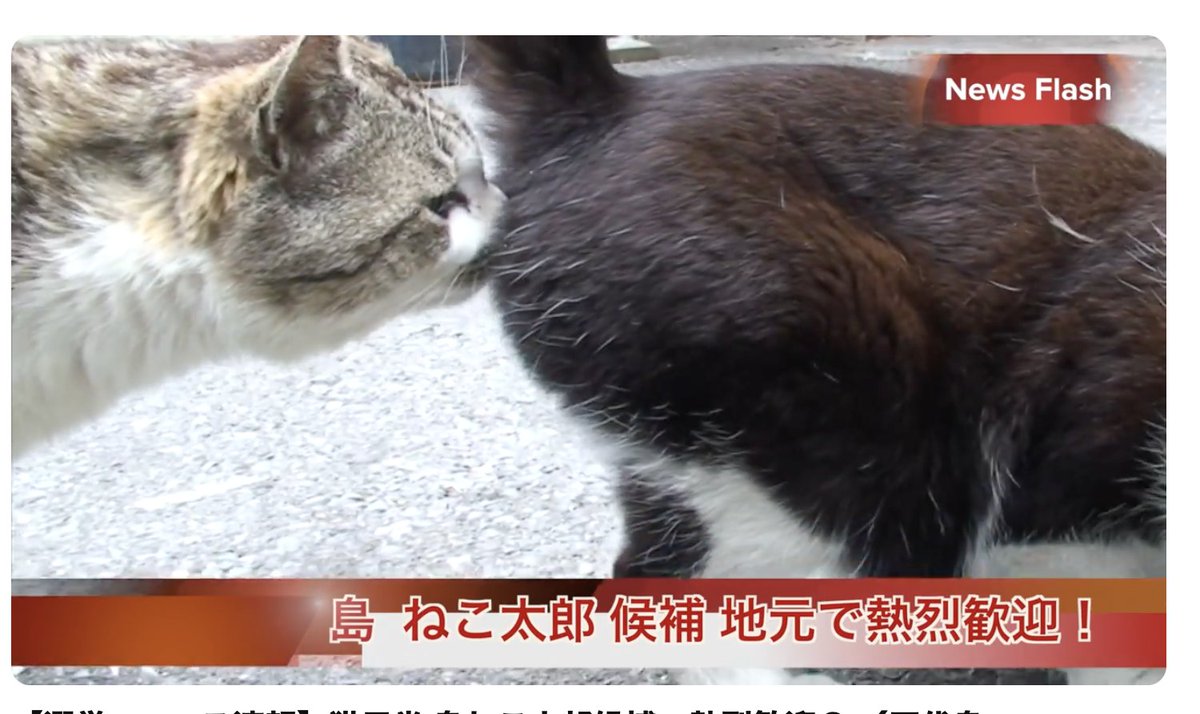 ねこ太郎@田代島ねこ便り (@ishiyama8) / Posts / X