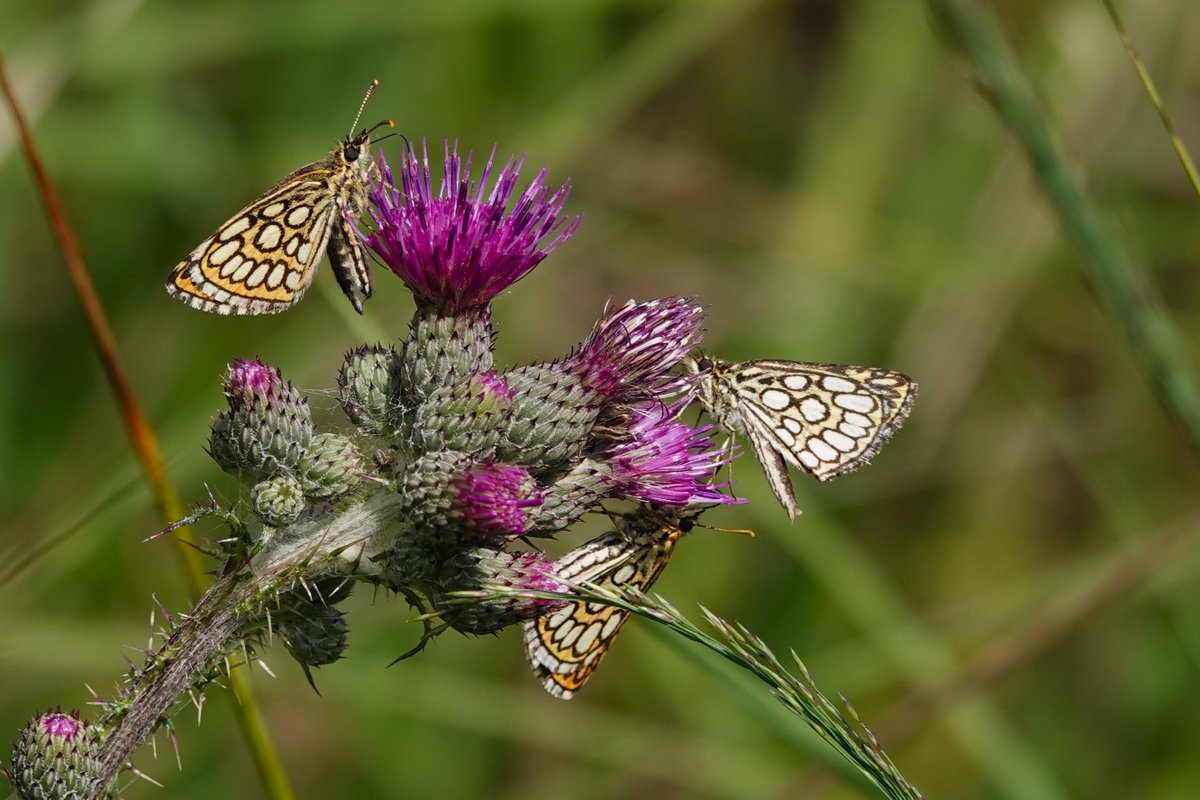 Goedemorgen met foto's van gisteren; wereldrecord, zoveel mogelijk spiegeldikkopjes op één bloempje ;)
