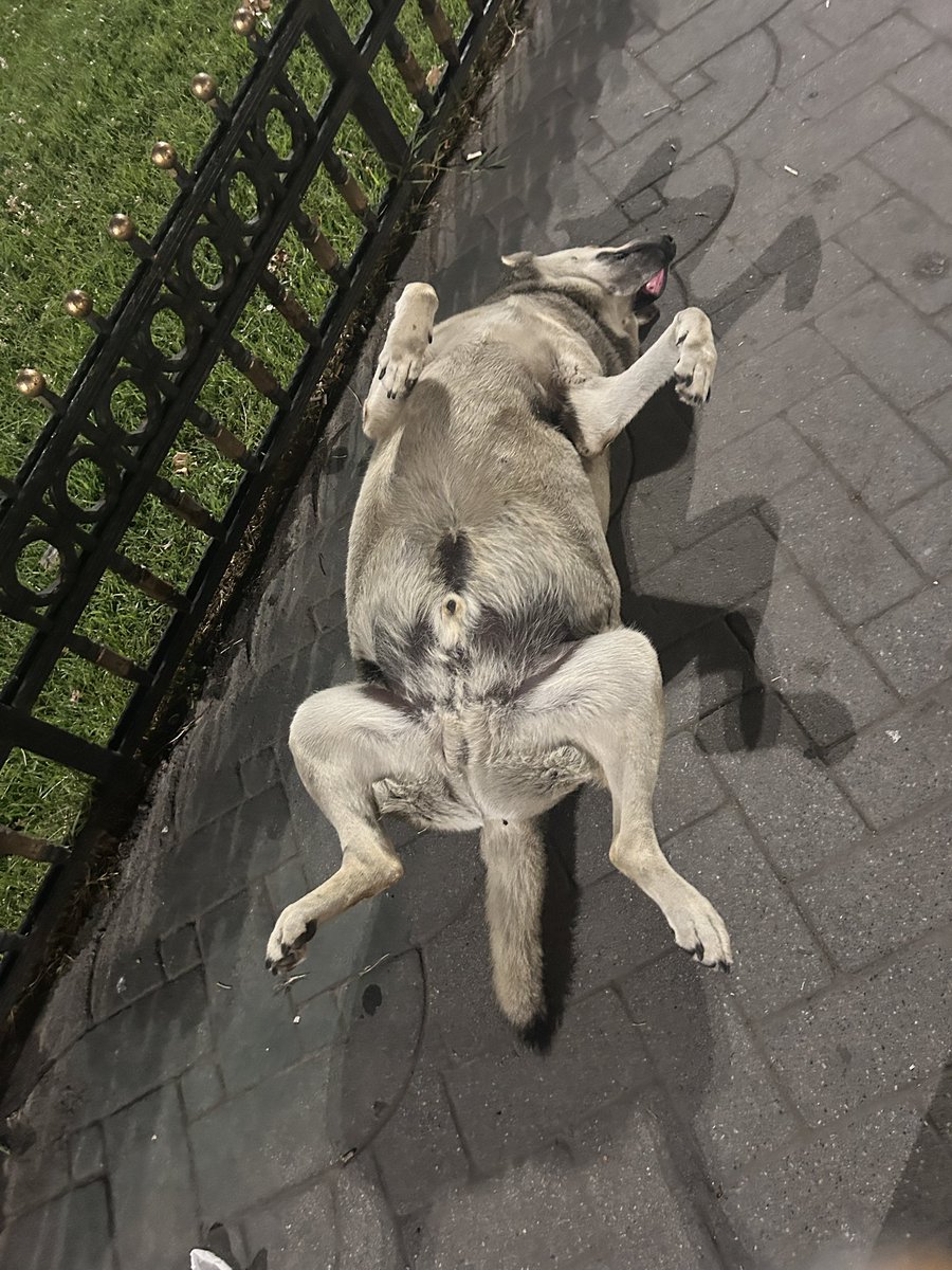 Dün göbüş açma günüymüş gereği yapıldı göbüş ısırıldı