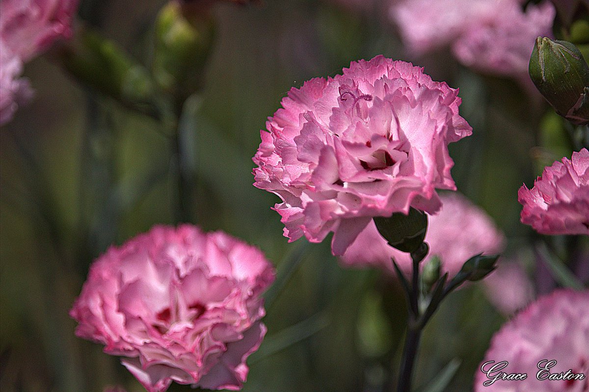 GraceOnFire2's tweet image. “Love is flower like; Friendship is like a sheltering tree.” – Samuel Taylor Coleridge
Ninebark, Pink Baby's Breath, Dianthus
#photography #photographyOnX #flowers #FlowersOnX