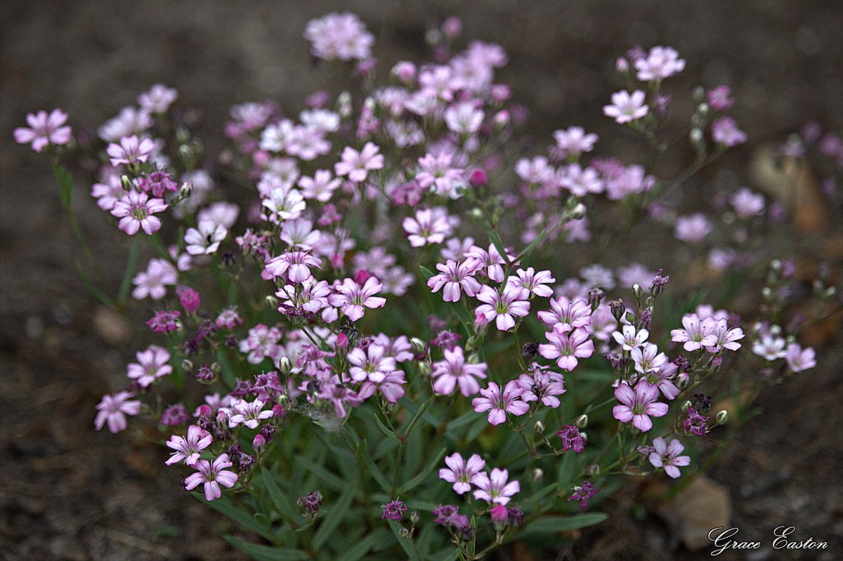 GraceOnFire2's tweet image. “Love is flower like; Friendship is like a sheltering tree.” – Samuel Taylor Coleridge
Ninebark, Pink Baby's Breath, Dianthus
#photography #photographyOnX #flowers #FlowersOnX