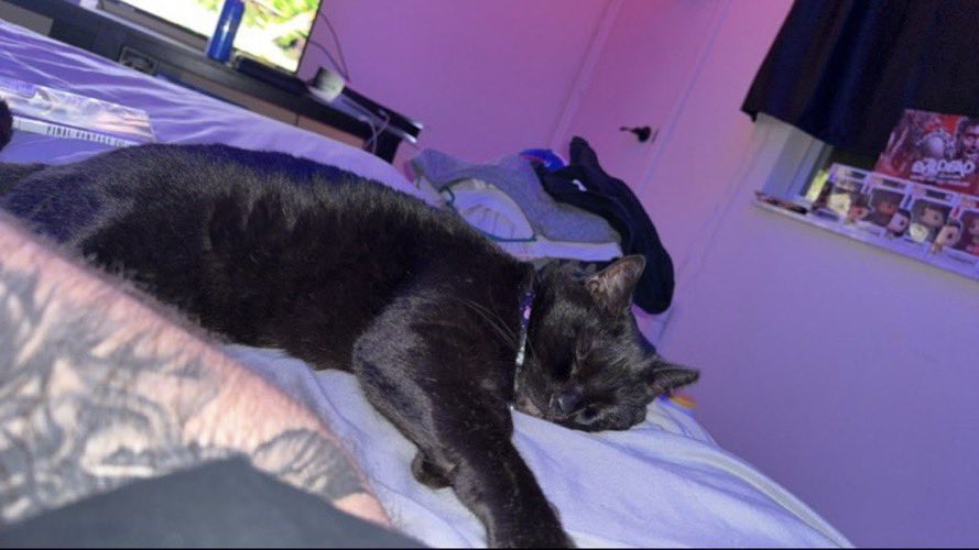 AshySlashy98's tweet image. Hey everyone I’m Bryce
26 | he/him 🩸
Black cat dad 🐈⬛
Horror is my love language—movies, games, cursed tapes, you name it 👹
Main character energy and zero survival instinct.
Will touch the cursed object. No regrets.
&lt;3 + rt for moots
#horrortwt #HorrorGames