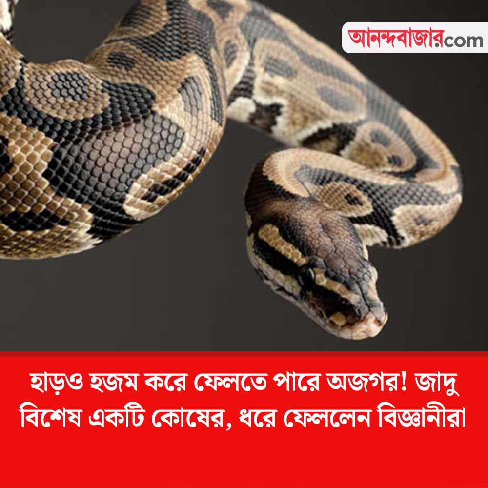 MyAnandaBazar's tweet photo. সাপের শরীরের কোথায় লুকিয়ে সেই কোষ?
#NewCell #discovery #python #digest #bones
https://t.co/cifu7Y2wxE https://t.co/kI1k478gTj