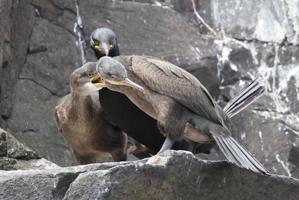 Thursday also means #3'sDay, so a set from my most recent trip to the Farne Islands last week.
We have Puffins, Guillemots &amp; Shags all looking great

#birds #wildlifephotography #EastCoastKin #photography #wildlife #birdphotography #ukbirding #naturephotography #BirdLife