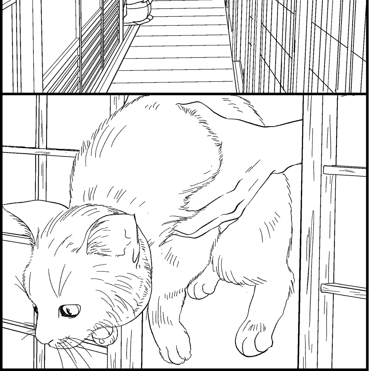 猫 