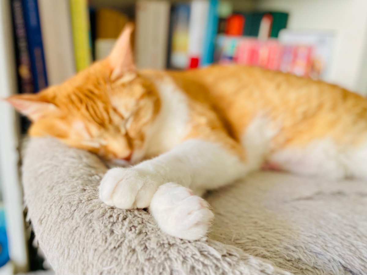 Muy buenos días!! 😻😻😻 Es jueves!! 😺☕️☀️🌸🎶👋