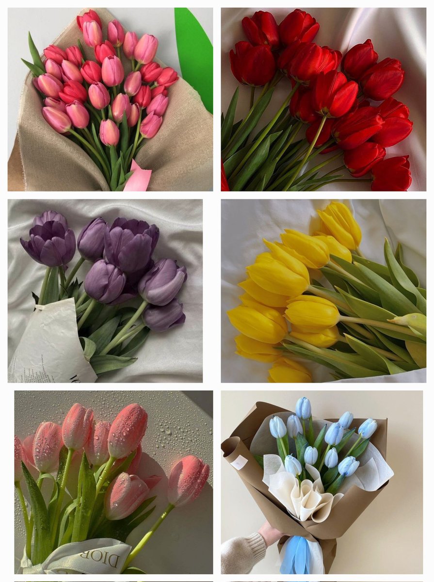 Tulips Library (@tulipslibrary) on Twitter photo 