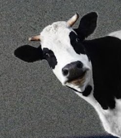 JPeezySats's tweet photo. @ihavecows86 @KinfolksSolana @FRITZxIWNKM Check your wallet brother ๐ฅฌ๐
You missed the Cow trait so I sent you a cow meme ๐๐๐ฎ๐ฎ
#KINFOLKS4LIFE #CROSSPOLINATION #LETTUCEGOAT ๐ค ๐งช https://t.co/LFSVWIjBJZ