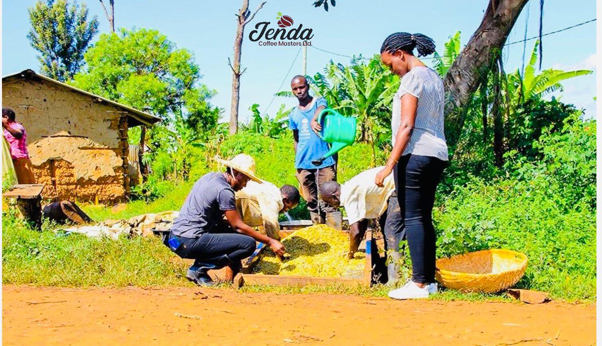 Jendacoffee's tweet image. 8hrs of work aren’t for a coffee farmer, we do x3
@Jendacoffee