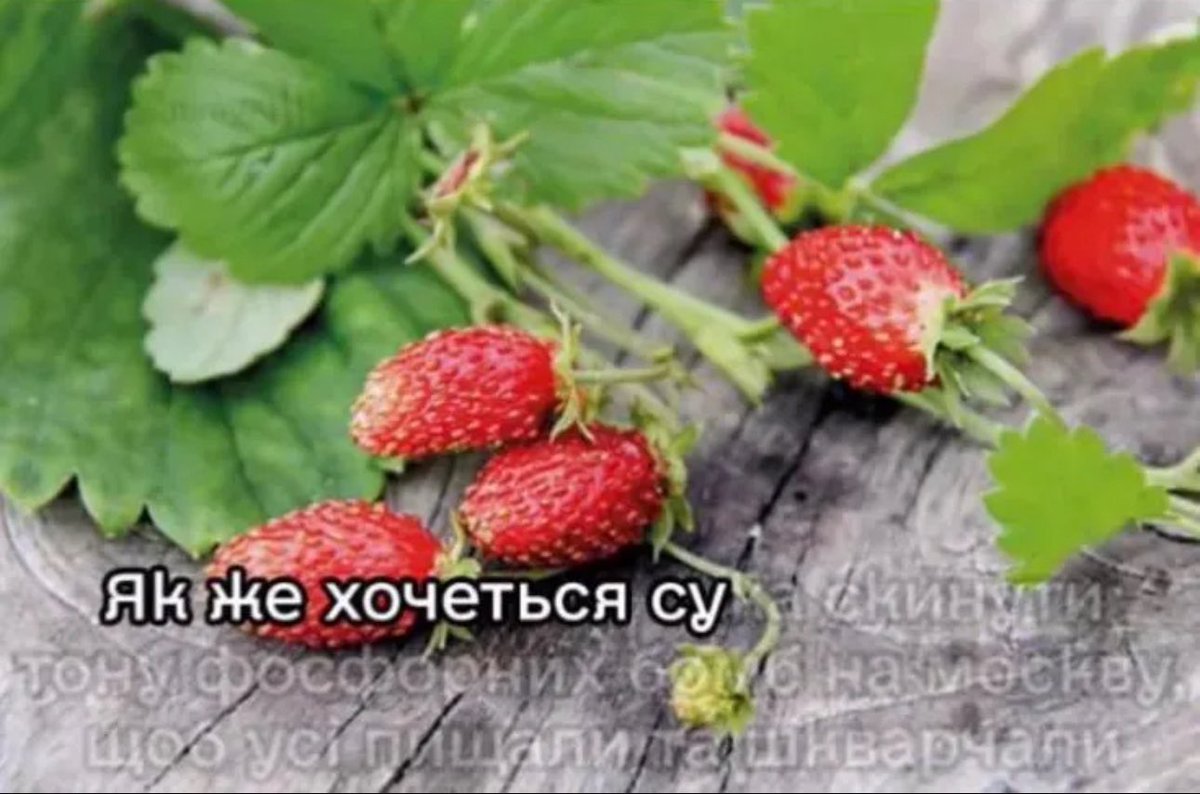 Paleo_Daddy's tweet image. 