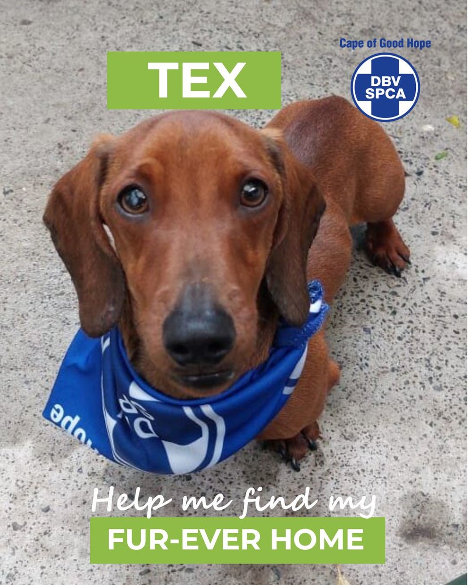 Cape of Good Hope SPCA (@capespca) on Twitter photo *ADOPTIONS* 🐶 DOG OF THE DAY 🐾TEX
📍Meet Tex here: pulse.ly/zkjkhavdhi
📞 Call our Adoptions Centre on (021) 700 4140 | 📧 adoptions@spca-ct.co.za
📲 Please share Tex’s profile—the perfect lap (and life!) could be one post away.
#adoptdontshop #spca #capespca *ADOPTIONS* 🐶 DOG OF THE DAY 🐾TEX
📍Meet Tex here: pulse.ly/zkjkhavdhi
📞 Call our Adoptions Centre on (021) 700 4140 | 📧 adoptions@spca-ct.co.za
📲 Please share Tex’s profile—the perfect lap (and life!) could be one post away.
#adoptdontshop #spca #capespca