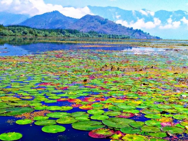 DarKoshal's tweet photo. After 25 years, #lotus flowers (Nadru) have bloomed again in #Wular Lake, #NorthKashmir, a rare sight and a major milestone in the lake’s restoration. Wular, one of Asia’s largest freshwater lakes, is finally healing.
#Kashmir #WularLake #LotusBloom #Nadru https://t.co/BnVugbcDrx