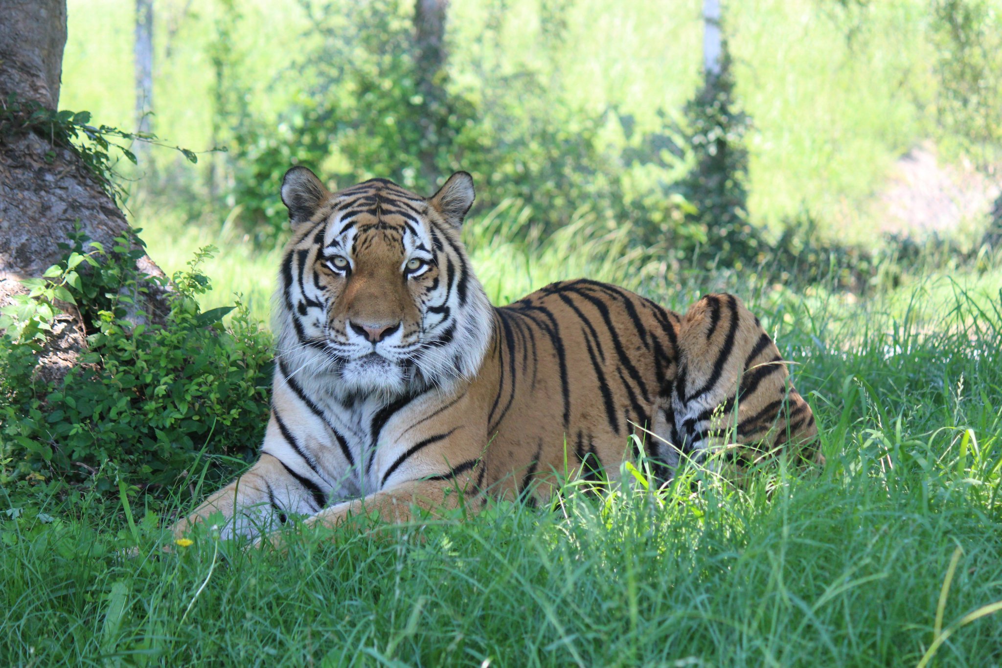 神戸市立王子動物園（公式） on X: 