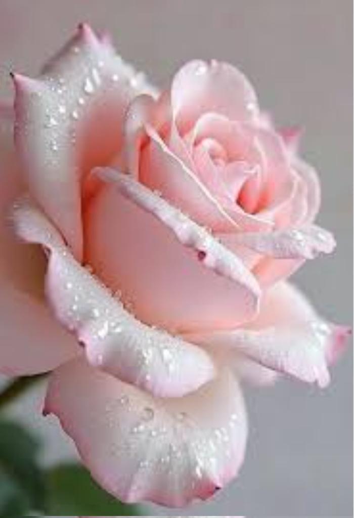 <a href="/Mervat44594894/">❤️Mervat❤️</a> <a href="/TolasariaA2111/">Ashok Tolasaria 🚩</a> صباح النور