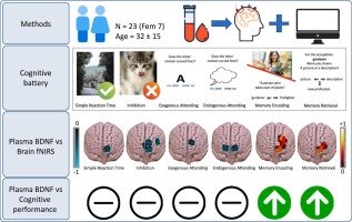 New paper! Did you know that BDNF has region-specific effects? 

Plasma and serum BDNF differentially relate to fNIRS prefrontal cortex activity during executive function and memory tasks
sciencedirect.com/science/articl… 
<a href="/PaolaPinti/">Paola Pinti</a> <a href="/antoniahamilton/">Antonia Hamilton</a> <a href="/IliasTachtsidis/">Ilias Tachtsidis</a> <a href="/CianXu/">Cian Xu</a> <a href="/TomGurney_/">Tom Gurney</a>