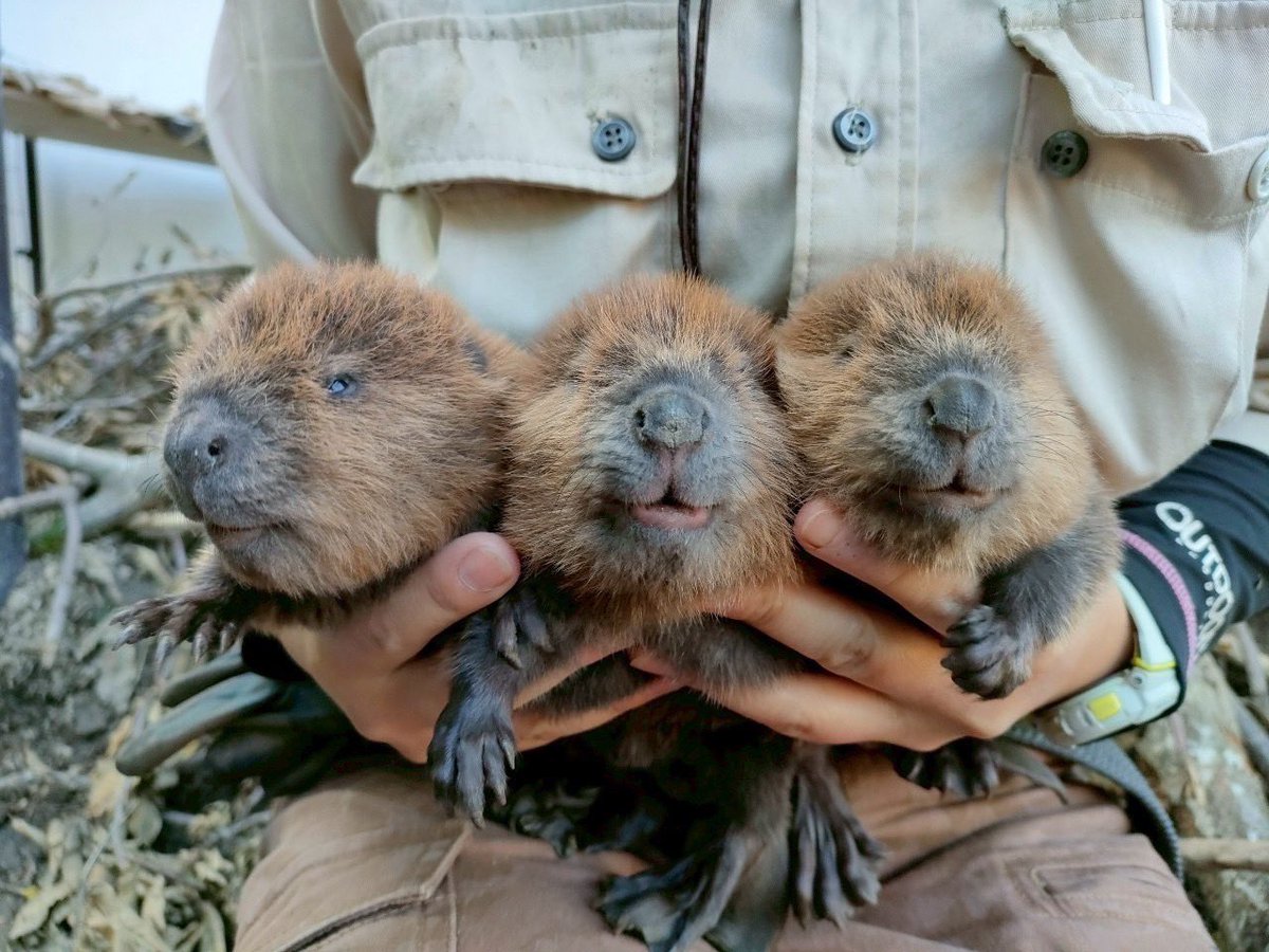 ふれあい動物王国』に新たな命が誕生💕 6/3にビーバーの赤ちゃんが3頭