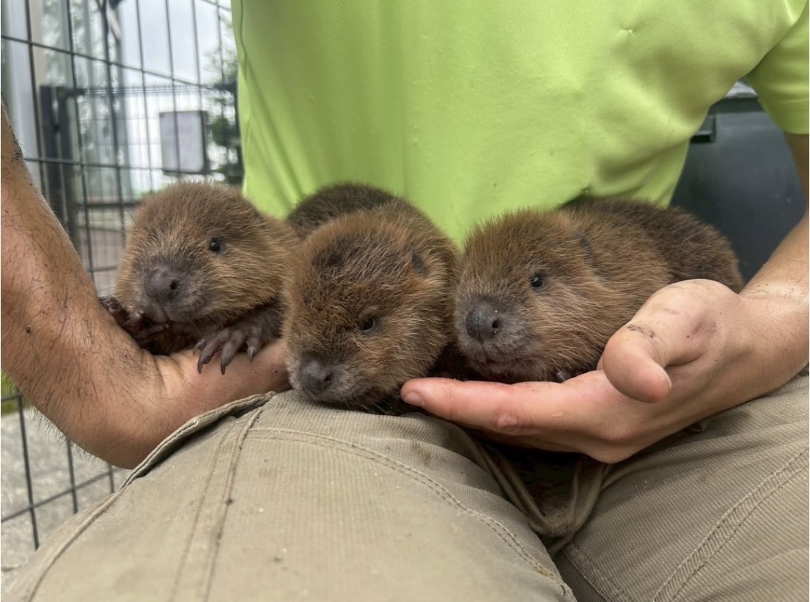 ふれあい動物王国』に新たな命が誕生💕 6/3にビーバーの赤ちゃんが3頭