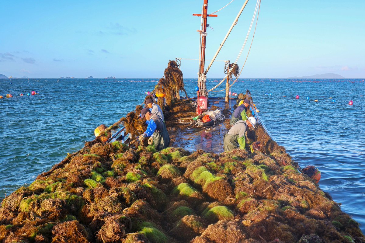 HolaFujian's tweet image. 😍 🦪 So tempting! 😋 
Right now, the 25,000,000 square meters of triploid oysters in Lianjiang, Fuzhou, are in their harvest season. These oysters are plump, juicy, and known as the "milk of the sea." What are you waiting for? Come and savor the freshness now! 😜 👍 😎
#Oysters