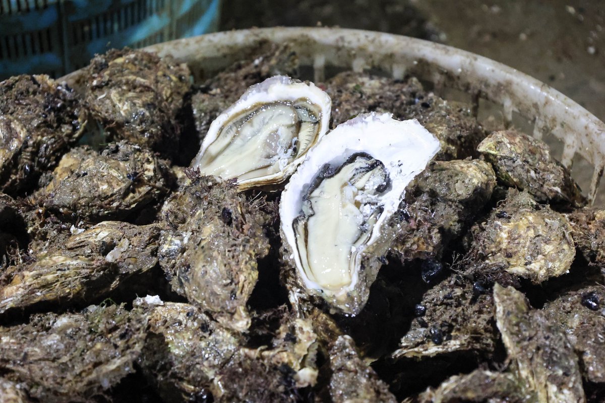 HolaFujian's tweet image. 😍 🦪 So tempting! 😋 
Right now, the 25,000,000 square meters of triploid oysters in Lianjiang, Fuzhou, are in their harvest season. These oysters are plump, juicy, and known as the "milk of the sea." What are you waiting for? Come and savor the freshness now! 😜 👍 😎
#Oysters