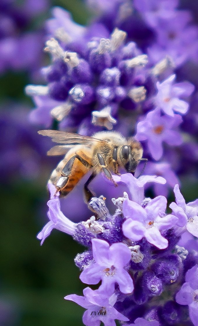 ちょっと北海道旅行に来てまして🙂
四季彩の丘にて蜂🐝さんを撮影。
2枚目、3枚目広角レンズのトリミングだけどメチャ可愛く写ってた😊