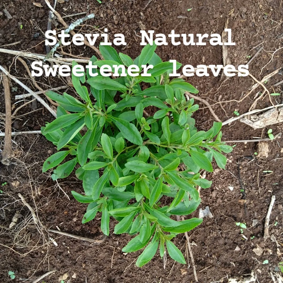 WayneBethuel's tweet photo. @Bookten8 Call 0703461944 nkuzie Stevia seedlings https://t.co/VbSjyq3Ln0