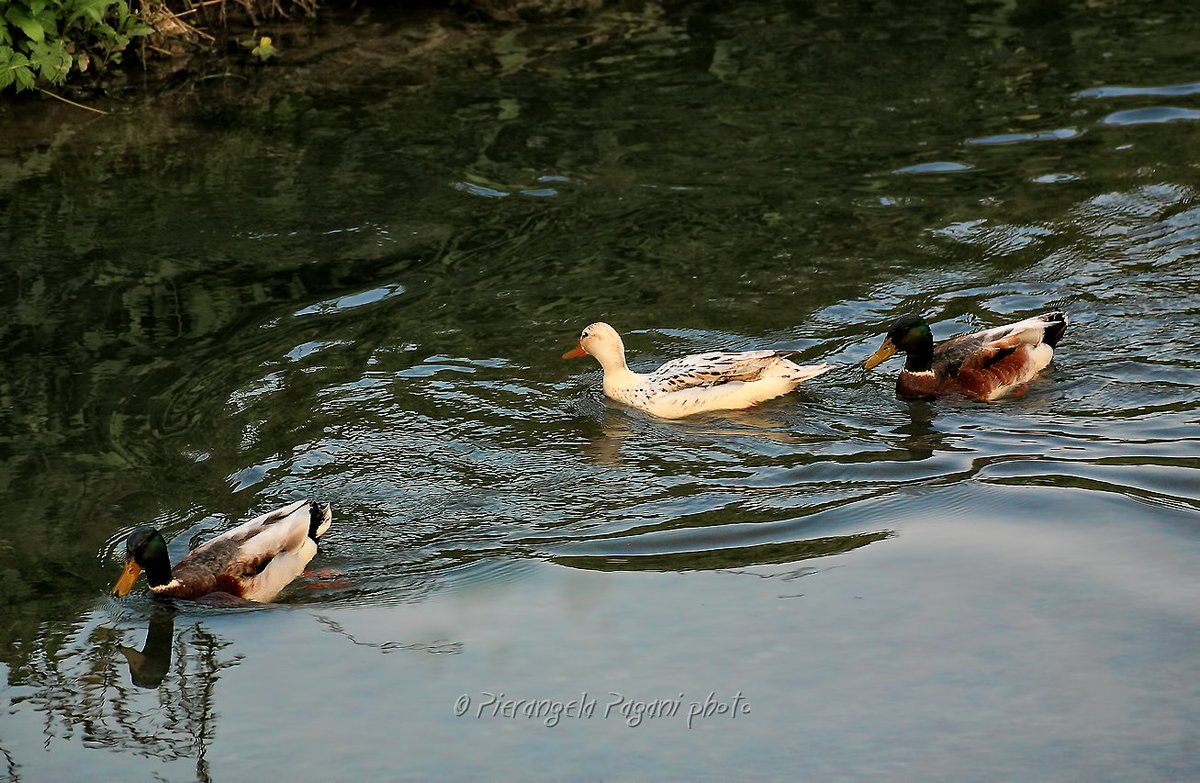 @ferrarisergio4 tweet media